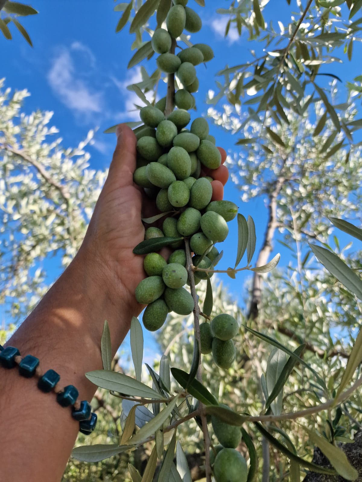 Raccolta delle olive Coratina