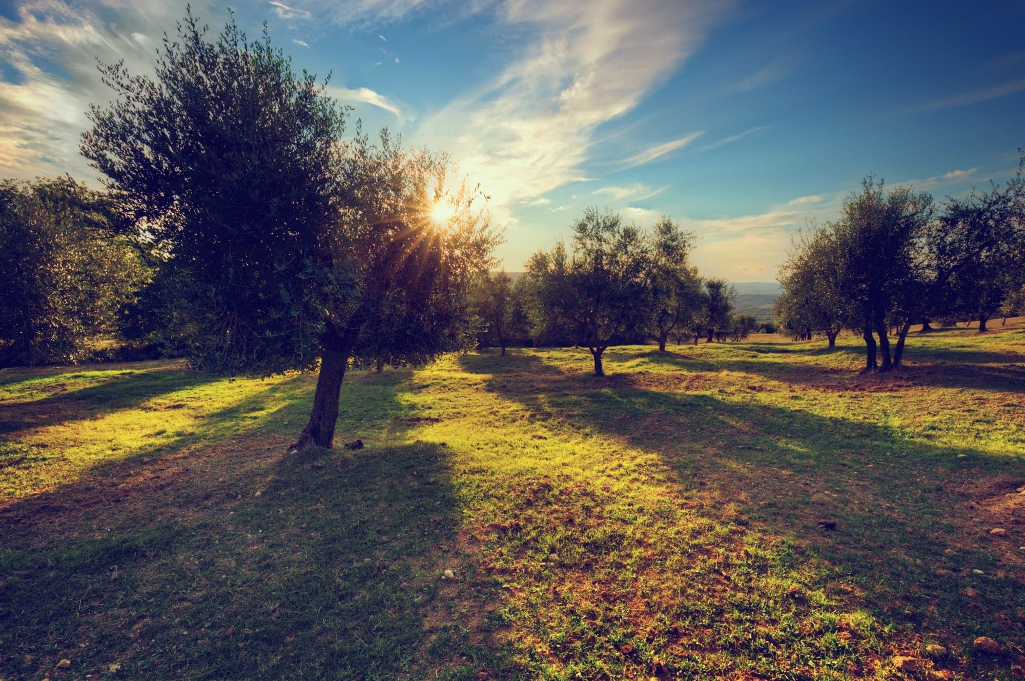 The Carpe Diem olive grove in Puglia